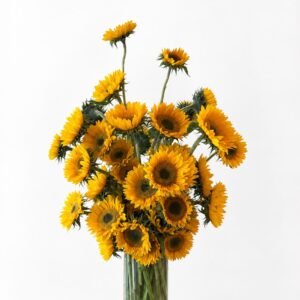 Home sunflower