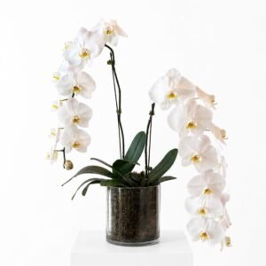 single white phalaenopsis (copy)