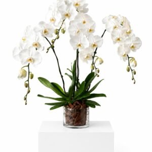 double white phalaenopsis (copy)