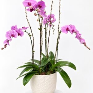 4 stem white phalaenopsis orchid (copy)